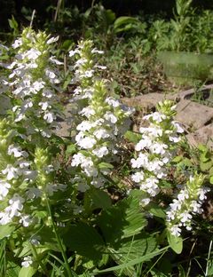 Ajuga_weiss.JPG