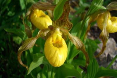 cypripedium080516.jpg
