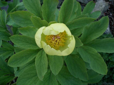 Paeonia_mlokosewitchii_2005-05-08.JPG