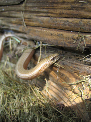 blindschleiche_0176.jpg