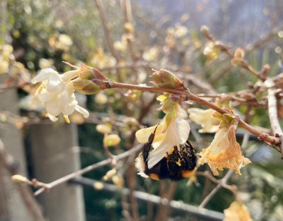 Lonicera mit Hummel.jpeg