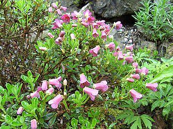 Rhododendron_campylogynum_Myrtilloides_2_fars_2008.jpg