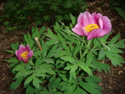 Paeonia maximowiczii  .JPG