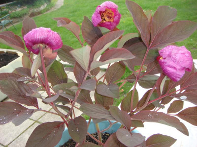 Paeonia Caucasica.JPG