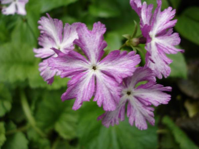 Groenanderung_DSC03635.JPG