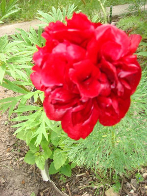 Paeonia tenuifolia rubra plena.JPG