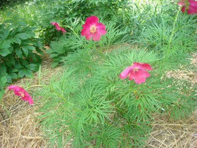 Paeonia bergiana.JPG