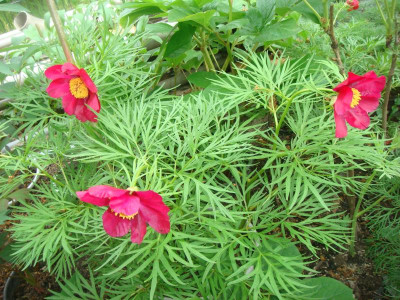 Paeonia bergiana (2).JPG