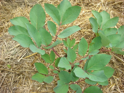 Paeonia . P. kesrouanensis.JPG