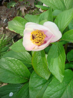 Paeonia litvinskajae.JPG