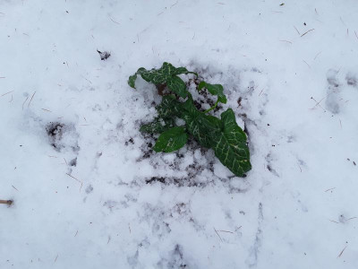 BischenSchnee.jpg