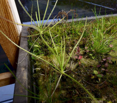 Drosophyllum on floating island2.jpg