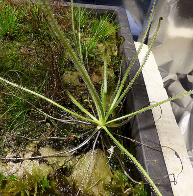 Drosophyllum on floating island1.jpg