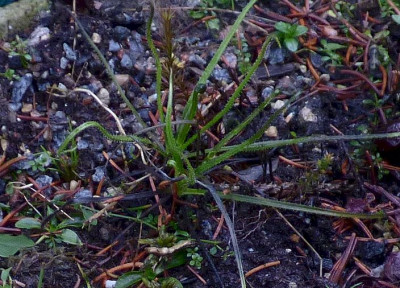 Drosophyllum after frost1.jpg