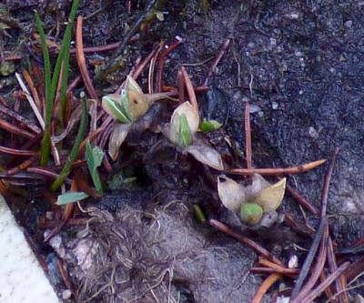 Primula integrifolia 2022.jpg