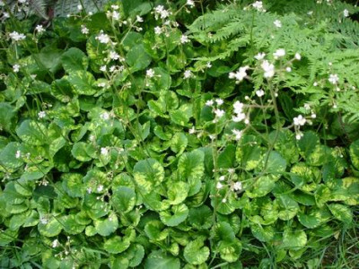 Groenanderung_DSC03647.JPG