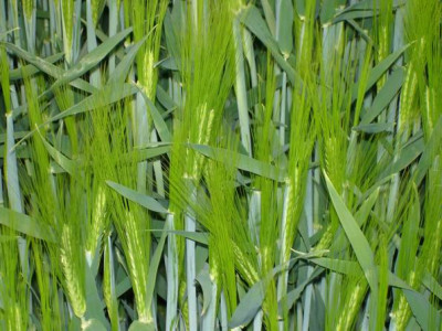 Groenanderung_DSC03580.JPG