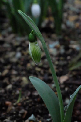 DSCF7147.JPG