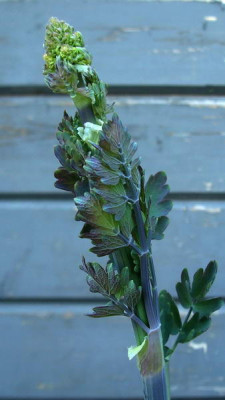 14.5.2008_17-48-34_0204.jpg