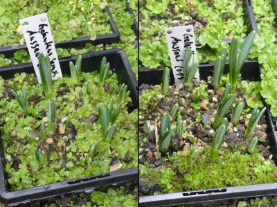 2022-12-26 Galanthus Absaat Seraph 2019.jpg