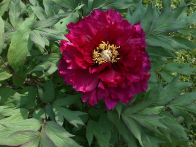 Keshunmon_P_35411_90.jpg