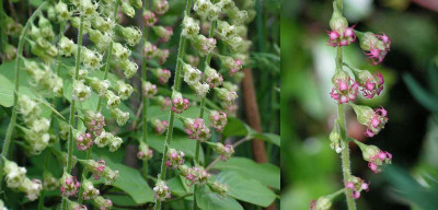tellima_rw.jpg