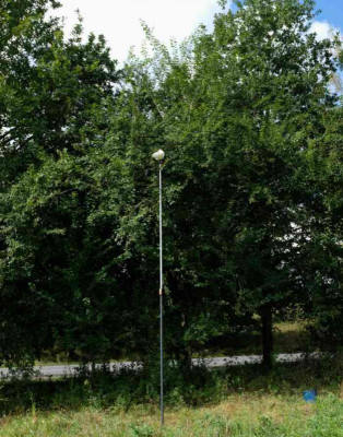 Baum mit 4,10 Meter Obstpflücker.jpg