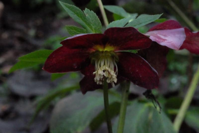 DSCF7158.JPG