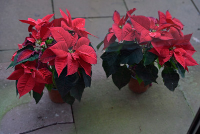 Weihnachtssterne-draussen-Dez2922_008_00001.jpg