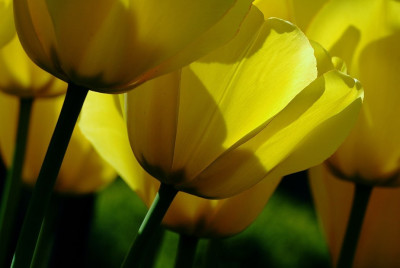 Tulipan_1_07-05-2008.jpg