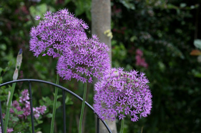 St_Allium17058.jpg