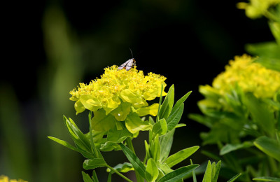St_Euphorbia17058.jpg