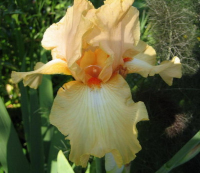 Iris_ohne_Namen_16.05.08_07.jpg