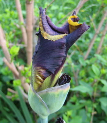 Iris_B.E._Vigilante_16.05.08_01.jpg