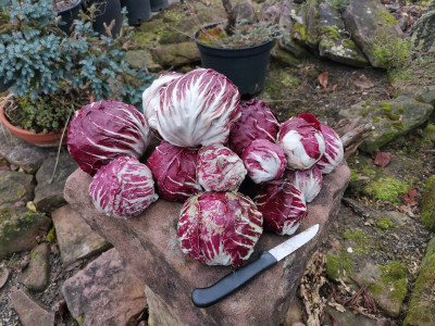 Radicchio 20221230.jpeg