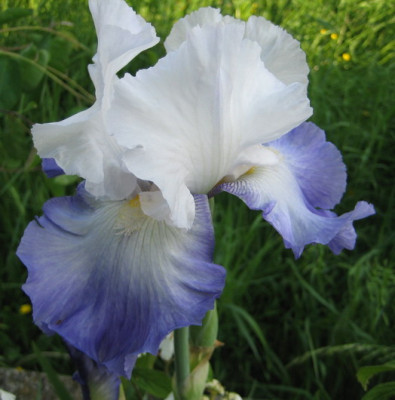 Iris_B.E._Alizes_16.05.08_01.jpg