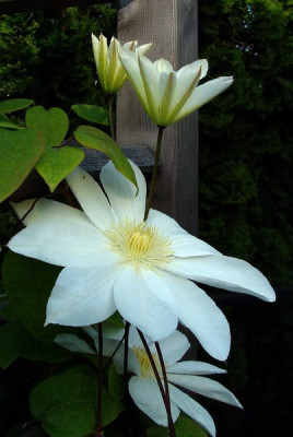 14.5.2008_17-59-53_0307.jpg