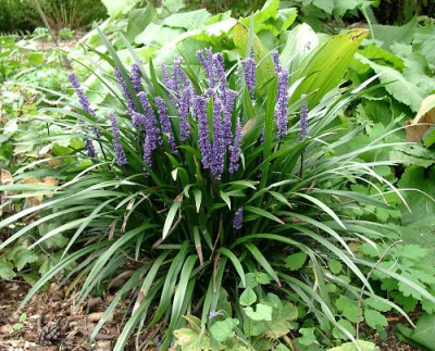 09200015_eLiriope_muscari.JPG