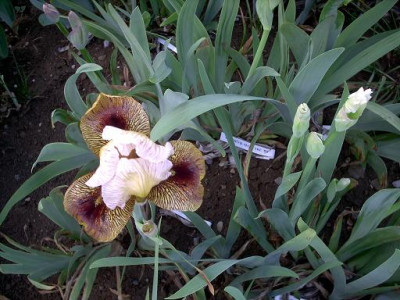 Blueten2008_458.jpg