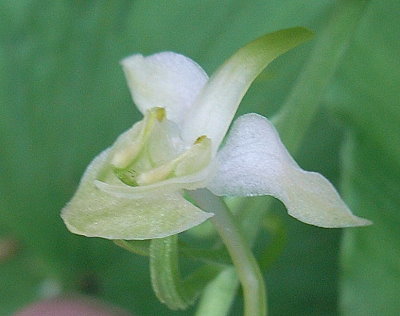 Plantanthera_bifolia.JPG