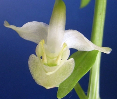 Plantanthera.....JPG