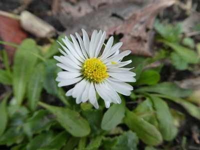Gänseblümchen 230101 k.jpg