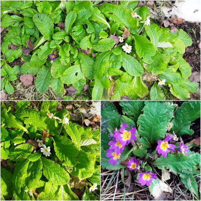 Primula.jpg