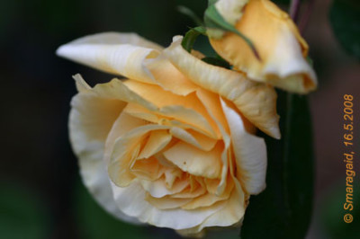 Lady-Hillingdon-2008-05-16_0578.jpg