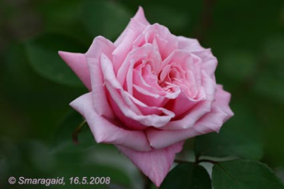 Blossomtime-2008-05-16_0584.jpg