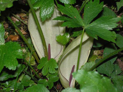 arum_albispathum_1.jpg