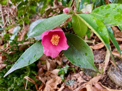 Cornish Spring.jpeg