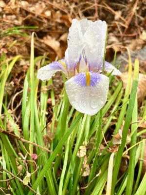 Iris unguicularis 'Peloponnese Snow' dez22.jpeg