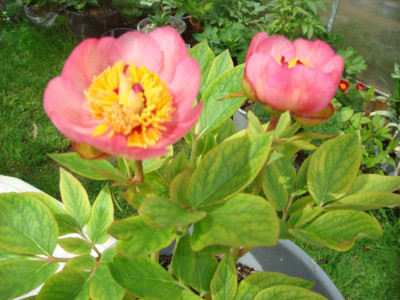 Garten- hybrid.JPG