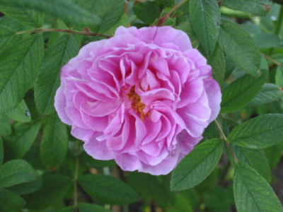 Therese_Bugnet_Mai_08.jpg